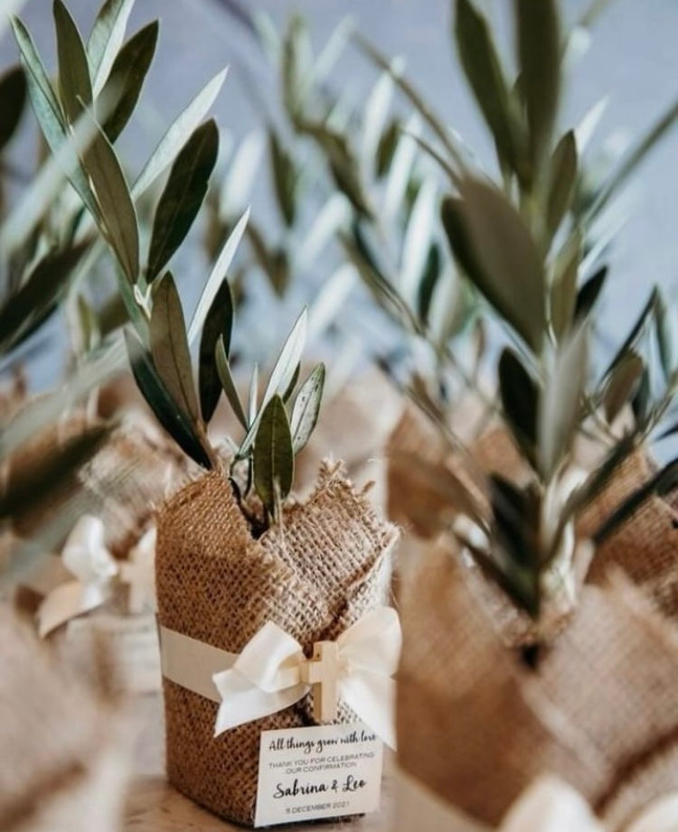 Olive Plant w/ Ivory Cross & Ribbon Bomboniere