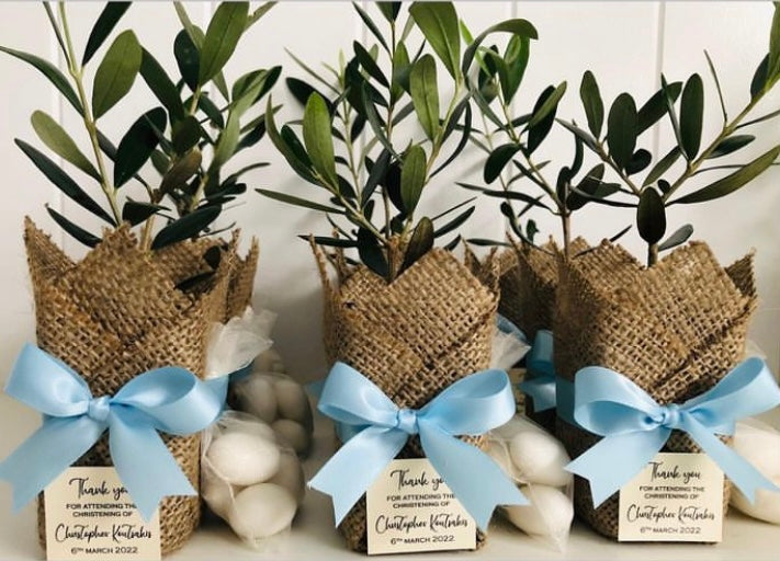 Olive Plant Bomboniere w/ Ribbon