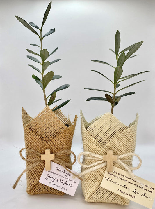 Olive Plant w/ Ivory Cross & Jute Bomboniere