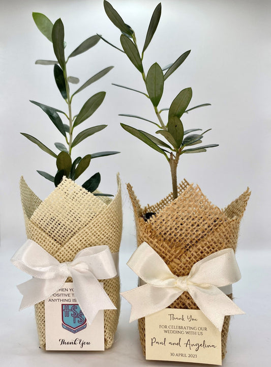 Olive Plant Bomboniere w/ Ribbon