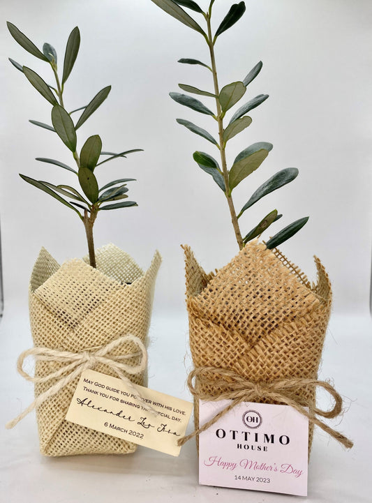 Olive Plant w/ Jute Bomboniere