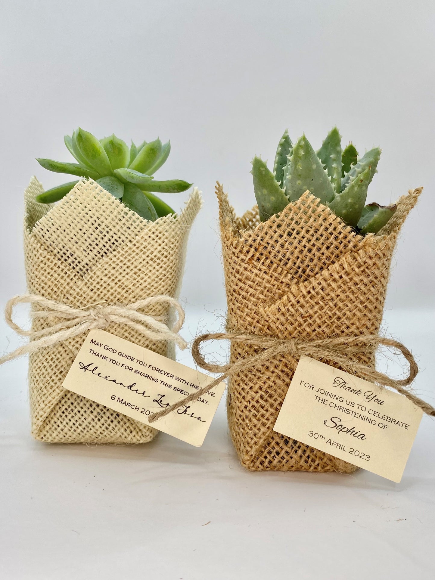 Succulent Plant w/ Jute Bomboniere