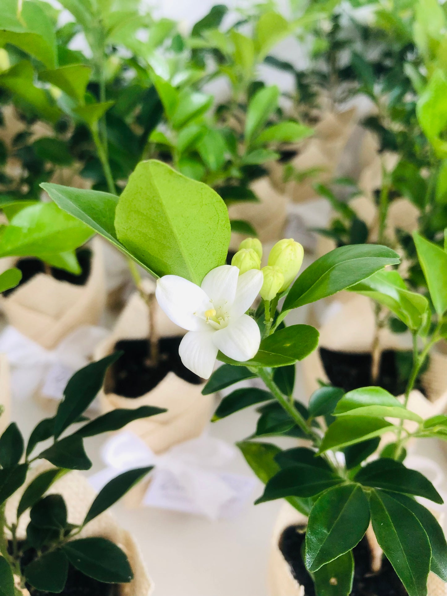 Orange Jasmine Plant w/ Ribbon Bomboniere