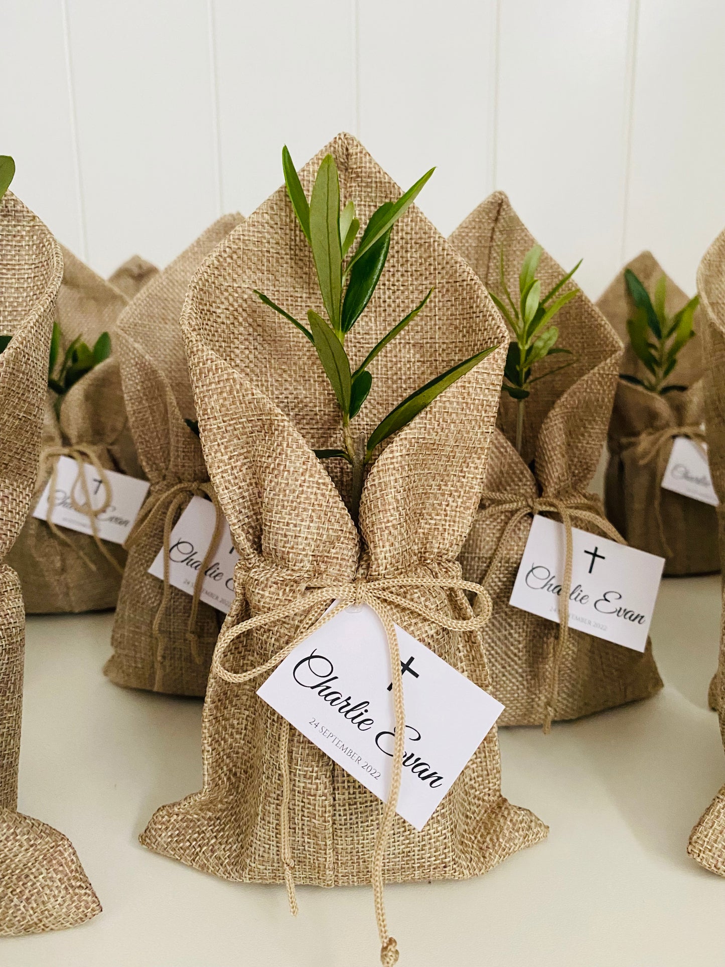 Olive Plant in a Sachet Bomboniere